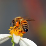 Bee collecting pollen (canstockphoto 5415299)