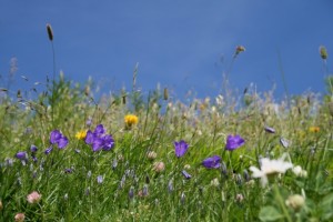 Flowers on meadow