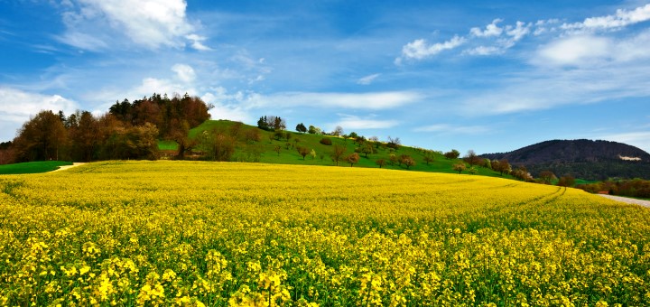 Paysage agricole