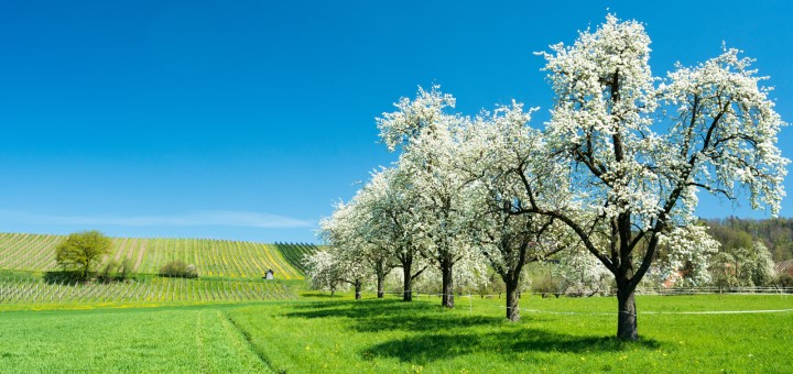 La procédure d’homologation des produits phytosanitaires devient <strong>plus efficace</strong>