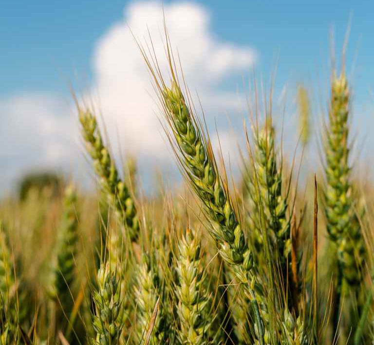 2022-01_Wheat_PIXNIO-2669026_768x768