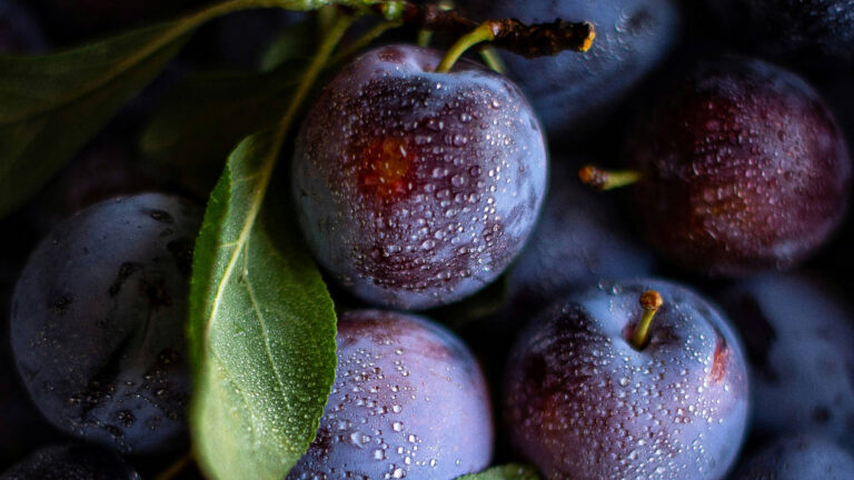 Sécurité alimentaire : Quelles seraient les conséquences d&rsquo;un renoncement aux produits phytosanitaires modernes ?